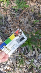 Ixodia achillaeoides