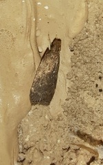 Inga obscuromaculella