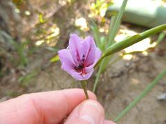 Gladiolus gueinzii