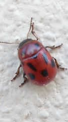 Gonioctena fornicata