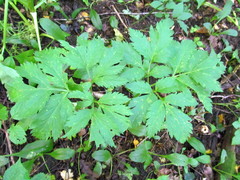 Pleurospermum austriacum