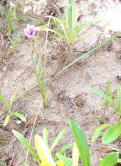 Gladiolus gueinzii