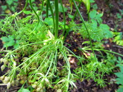 Pleurospermum austriacum
