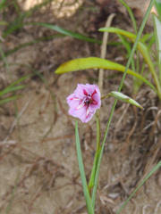 Gladiolus gueinzii