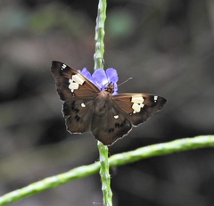 Netrocoryne repanda