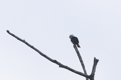 Microhierax caerulescens