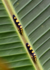 Platygonia spatulata