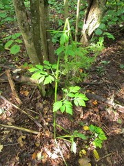 Pleurospermum austriacum