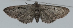 Eupithecia interruptofasciata