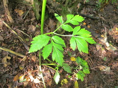 Pleurospermum austriacum