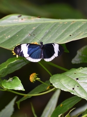 Heliconius sapho sapho