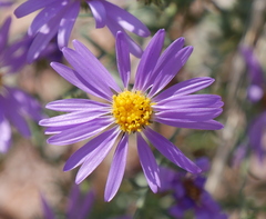Dieteria bigelovii