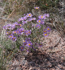 Dieteria bigelovii