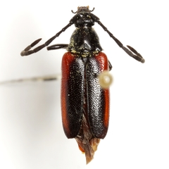 Pseudostrangalia cruentata