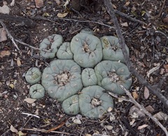 Lophophora diffusa