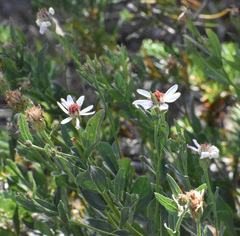 Eucephalus paucicapitatus