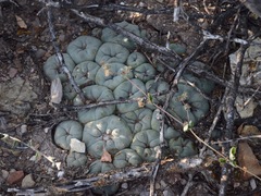Lophophora diffusa