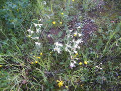 Hesperantha bachmannii