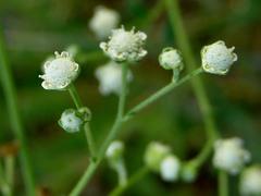 Parthenium hysterophorus image