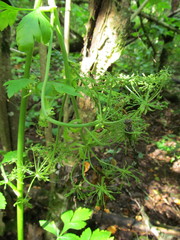 Pleurospermum austriacum