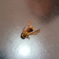 Vespula squamosa