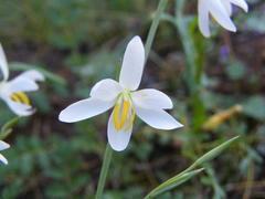 Hesperantha bachmannii