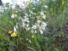 Hesperantha bachmannii