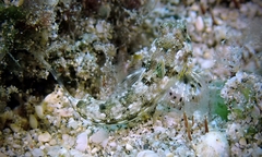 Synchiropus rosulentus