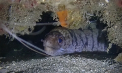 Gymnothorax gracilicauda