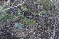 Lophophora diffusa