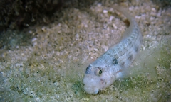 Gnatholepis cauerensis