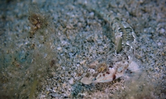 Hawaiian Ruddertail Dragonet photo 3