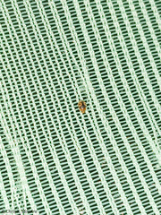 Scymnobius galapagoensis