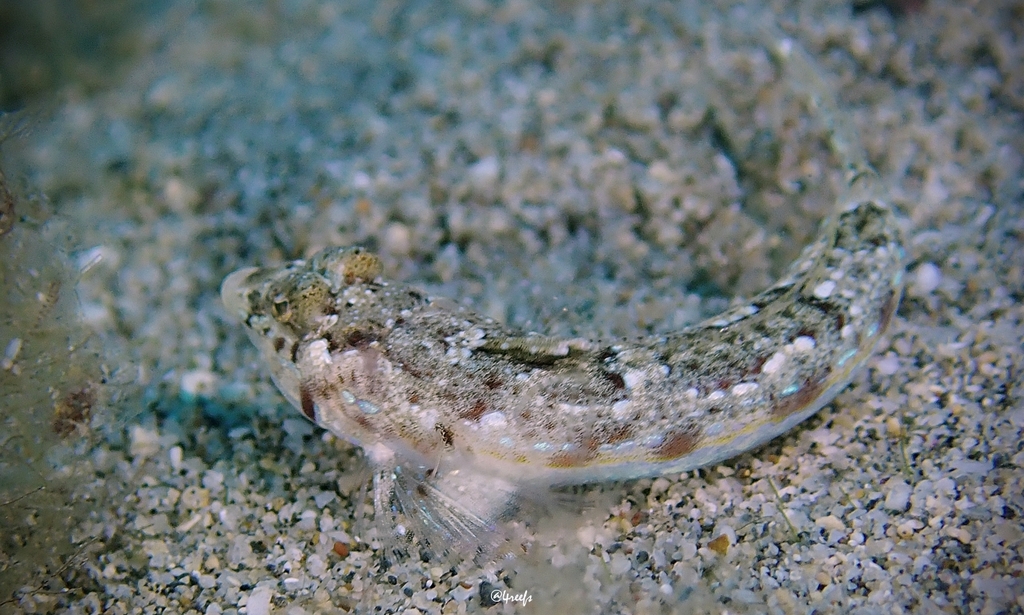 Hawaiian Ruddertail Dragonet