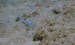 Ptereleotris heteroptera