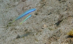 Ptereleotris heteroptera