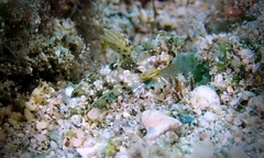 Synchiropus rosulentus