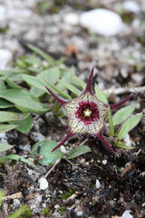 Brachystelma australe