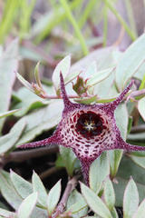 Brachystelma australe