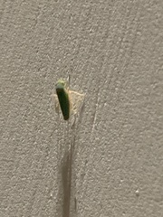 Draeculacephala