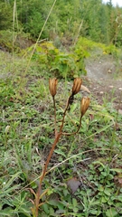 Lilium columbianum