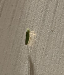 Draeculacephala