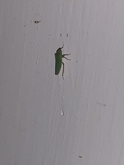 Draeculacephala