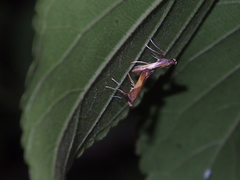 Caloptilia celtidis