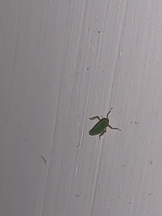 Draeculacephala