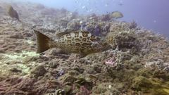 Mycteroperca microlepis