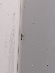 Draeculacephala