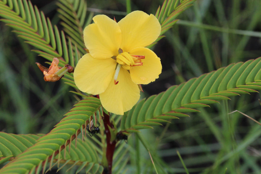 Chamaecrista plumosa