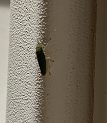 Draeculacephala