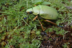 Chrysina adolphi